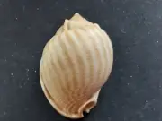 #14300 Cassis Strigatum Gmelin, Tosa Japan 65.2mm Sea Snail shells