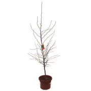 330mm Crab Apple - Malus Ioensis Plena