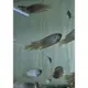 [小農水族工作室]彩兔 蓋斑鬥魚專用飼料