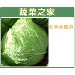 【蔬菜之家滿額免運】大包裝B01.初秋高麗菜種子7克(約1100顆)(梨山品種)