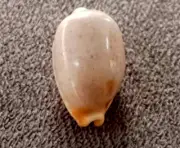 Cypraea bistolida stolida aureliae 24.5mm UNUSUAL ALbino pattern less collection