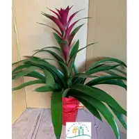 在飛比找蝦皮購物優惠-植plant&flower~擎天鳳梨花（紫、紫紅色）