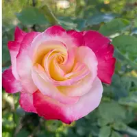 在飛比找蝦皮購物優惠-《雙喜》⭐️香水、強香、雙色🌹 玫瑰花盆栽 苗 🌹 玫瑰苗 
