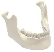 Eisco Labs Mandible & Lower Jaw Model, 16 Teeth - Anatomically Accurate