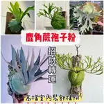 🔥【鹿角蕨孢子粉】亞猴鹿角蕨 苔蘚孢子粉 猴腦鹿角 蕨鹿角蕨上板 珍妮鹿角蕨 室內裝飾植物種子 盆栽細菌鹿角蕨喜陰