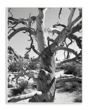 Stupell Desert Tree Photograohy by In House Art