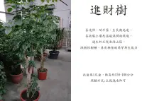 在飛比找Yahoo!奇摩拍賣優惠-心栽花坊-進財樹/海南菜豆樹/1尺盆/觀葉植物/室內植物/綠