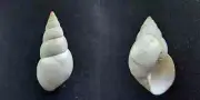 #ZZ200 Liguus fasciatus dryas Pilsbry, little pine key Fl. 64mm land snail shell