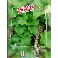 在飛比找蝦皮購物優惠-【紅樹林】川七苗/爬藤植物/最補的野菜~(裸根寄出/每株) 