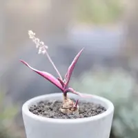 在飛比找蝦皮購物優惠-油點百合錦 多肉 多肉植物 多肉盆栽 塊根 療癒 全日照 植