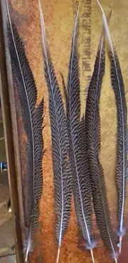 Golden Pheasant 25” feathers, set of 5 new