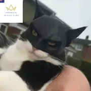 TONG Cat Bat Cool Man Mask Cat Avenger Mask Matte Cute Bat Mask Superhero Toys C