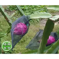 在飛比找蝦皮購物優惠-【綠海生活】火龍果網 黑色 33*25cm 火龍果袋 紅龍果