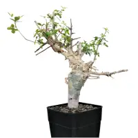 在飛比找蝦皮商城精選優惠-酉5pm 艾米沒藥 原產 Commiphora eminii