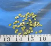 ~ Emerald Nerite Snail Shells ~ 50+ ~ Green ~ Shellcraft ~ Sailor's Valentines ~