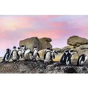 Save 10.00%! Cape Town Private Group Tour to Cape of Good Hope and Boulders Penguins Colony