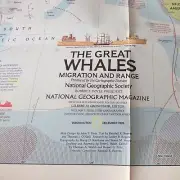 National Geographic Poster of whales map 20x30" December 1976 large of The World