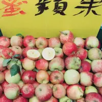 在飛比找蝦皮購物優惠-台灣梨山出產 蜜蘋果
