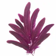 Under 6" Ringneck Pheasant Tail Feather x 10 pcs - Cerise