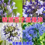 💐精選百子蓮種苗 多年大花苗愛情花莖苗 百子蓮根莖 四季開花種球進 口多年生庭院陽台盆栽花卉地栽耐寒植物