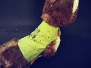 Ferret Harness - Green with Tiny Colorful Dots - M/L