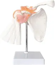 Zicojia Anatomical Shoulder Joint Model Anatomy Skeleton, Human Body Shoulder Ligament Model Easy Install Easy to Use