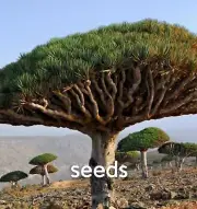 Dracaena draco S eeds 5/20/100PCS