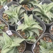 4-6CM 1PCS Haworthia Cv.'Onigawara' Beautiful Rare Garden Planting Agave