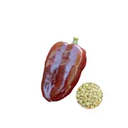 Capsicum Sweet Chocolate - Seed Packet - Organic Seeds - Spring - Summer