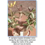 常綠瓶幹PACHYPODIUM  CACTIPES種子