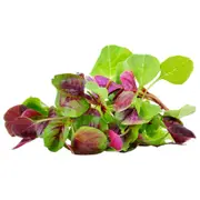 [COMBO 2 PACKS] Amaranth - Red & Green seeds