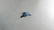 420729ma Murray Ignition Keys 2 per pk (st3a6)
