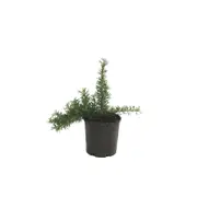140mm Grevillea Crithmifolia Prostrate