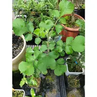 在飛比找蝦皮購物優惠-稀有沒藥Commiphora edulis300元起/株