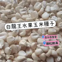 在飛比找蝦皮購物優惠-🍓【免運大熱銷】白龍王水果玉米種子 四季播種 白龍王水果玉米