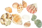 1 Set Hermit Crab Shells Hermit Crab Supplies Hermit Crab House Crab Shell Ornam