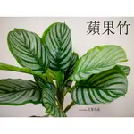 《 芳馨花園》仿真植物【蘋果竹】觀葉植物 青蘋果竹芋 攝影道具 盆栽裝飾佈置 綠意布置