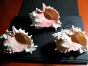 3 Pink Perfect Murex Conchs Seashells Natural Shells
