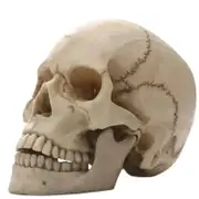 Human Skull Statue: Intriguing Home Decor & Halloween Accent