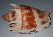 116 mm GREAT PATTERN Aulica Imperialis Volute Seashell #AB6 From Palawan Island