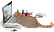 Cat Scratcher Laptop, Cat Scratch Pad Laptop With Fluffy 'mouse' Interactive Cat Toys, Kitten Cat Scratch Pads-M.46