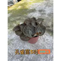 在飛比找蝦皮購物優惠-孔雀薑5时 200元