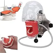 Dental Model Simulator Mannequin Head Resin Stainless Steel Teeth Phantom Training Manikin for Schools Education Practical Demonstration