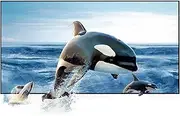Screen Projector Screen Reflective Fabric Projector Projection Screen Enhance Brightness Projection Screens(30 inch)