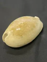 RARE Fossilized COWRIE Shell From Central Florida - Pliocene Era.