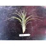 漫活雨林 TILLANDSIA EXSERTA X VELUTINA 噴泉X飛牛 /空氣鳳梨/雨林植物/觀葉植物