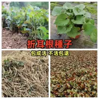 在飛比找蝦皮購物優惠-【魚腥草種子】涼拌折耳根菜 紅莖業魚腥草種子折耳根種子隨便都