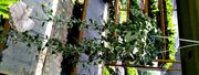 室內植物 常春藤盆栽 5吋盆長春藤活體盆栽， 可淨化空氣 ~ 種越久垂藤越長