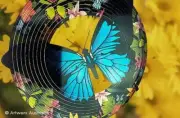 ULYSSES BUTTERFLY - COLOURED - STAINLESS STEEL WIND WHIRL SPINNER