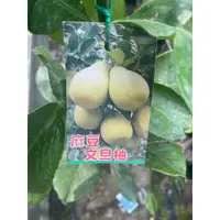 在飛比找蝦皮購物優惠-《花果山🐒》 -- 文旦柚 / 麻豆文旦 4.5吋盆接苗 粗